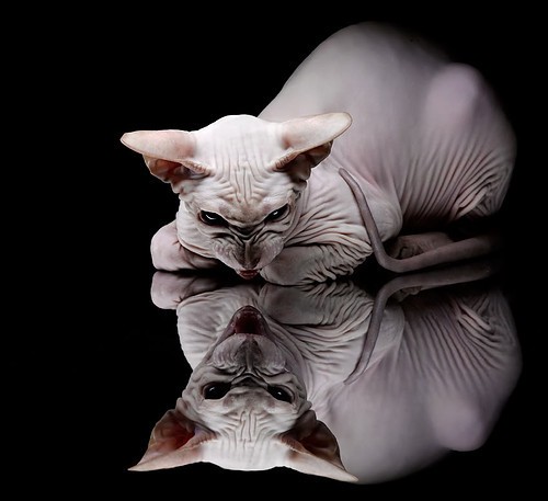 指挥家与最后的高音，迪亚斯带动节奏，智利终场绝杀委内瑞拉