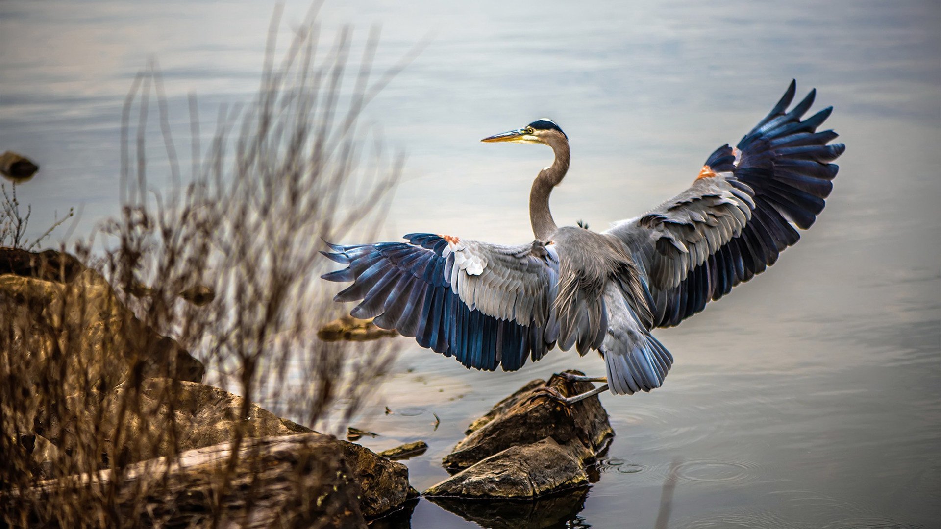 从马赛到世界，法比尼奥的硬仗哲学带领厄瓜多尔破茧成蝶
