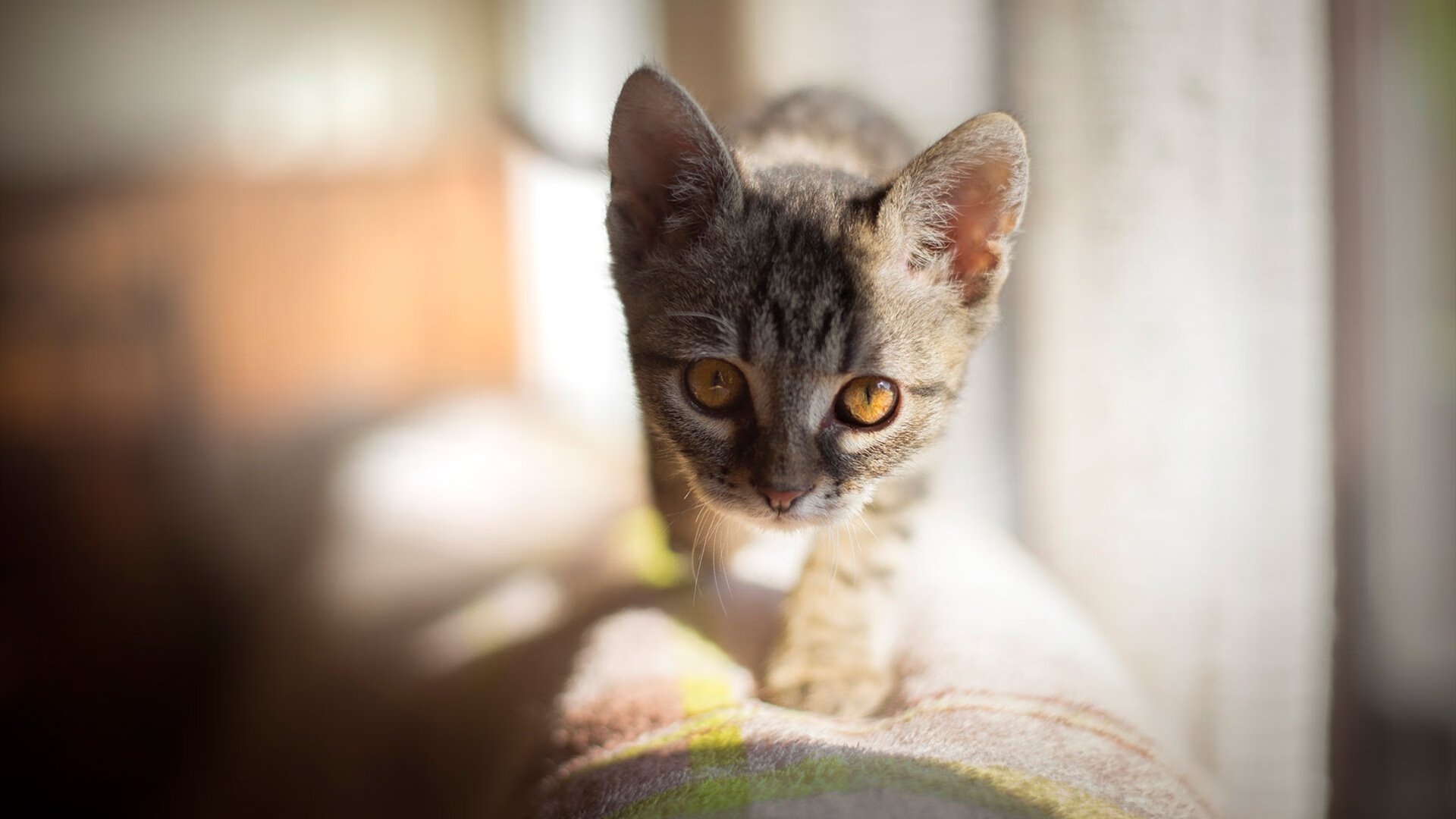 救赎之夜，斯通斯头槌破冰，维京战吼震彻雷克雅未克