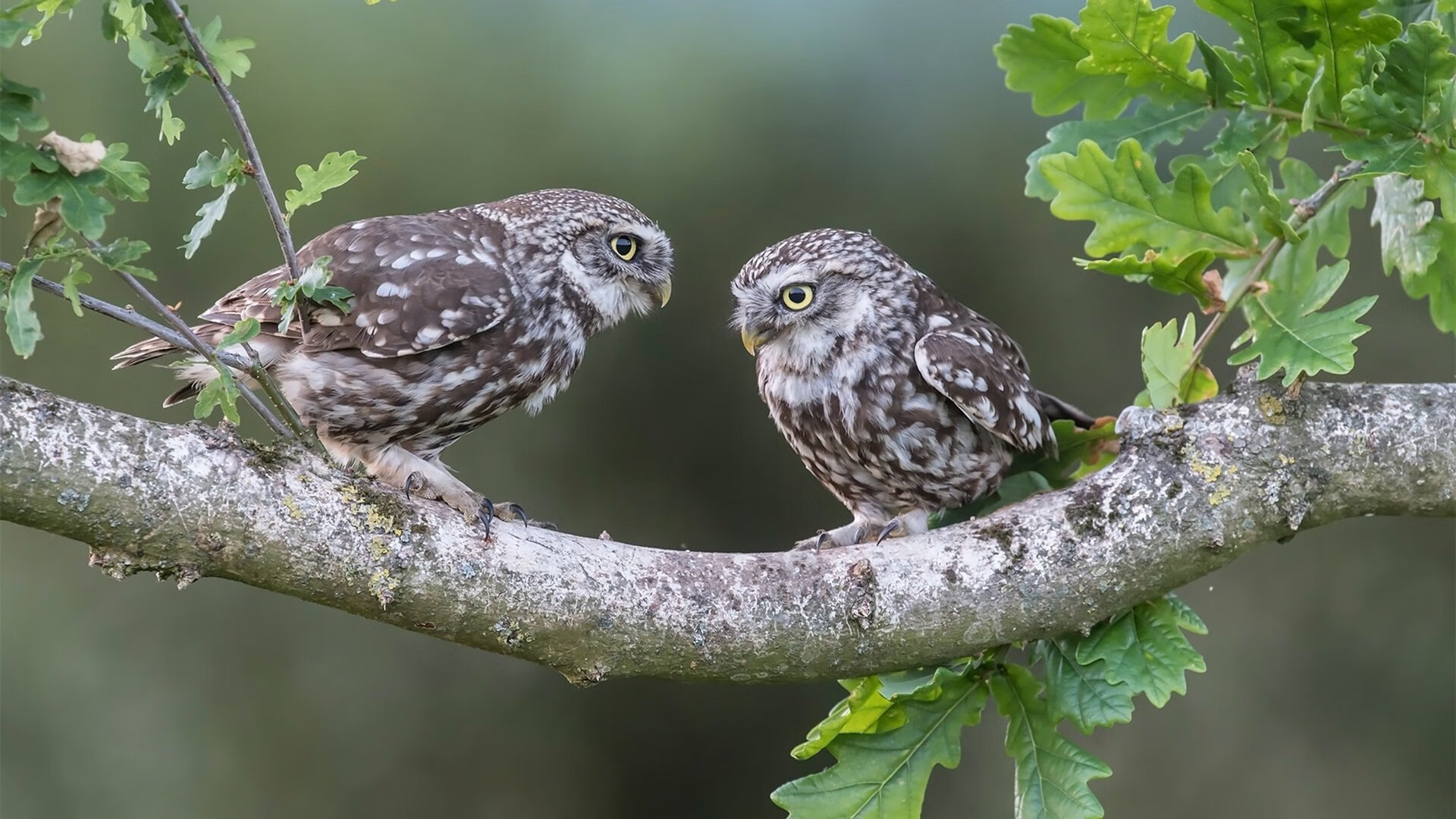 平行宇宙的防守法则，从休斯顿到马尼拉的胜利密钥