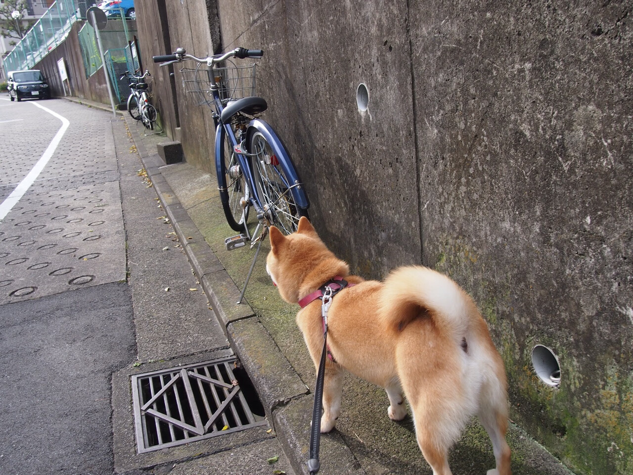 当红龙掠过维斯瓦，一场60秒的闪电战与一个德国人的叛逃救赎