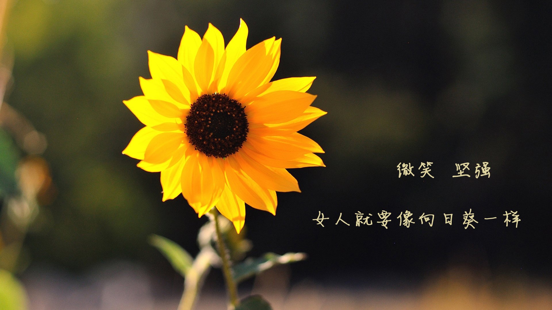 冰与火的对话,奥亚尔萨瓦尔的终局魔法,如何让巴拉圭的叹息变成佛罗伦萨的赞歌