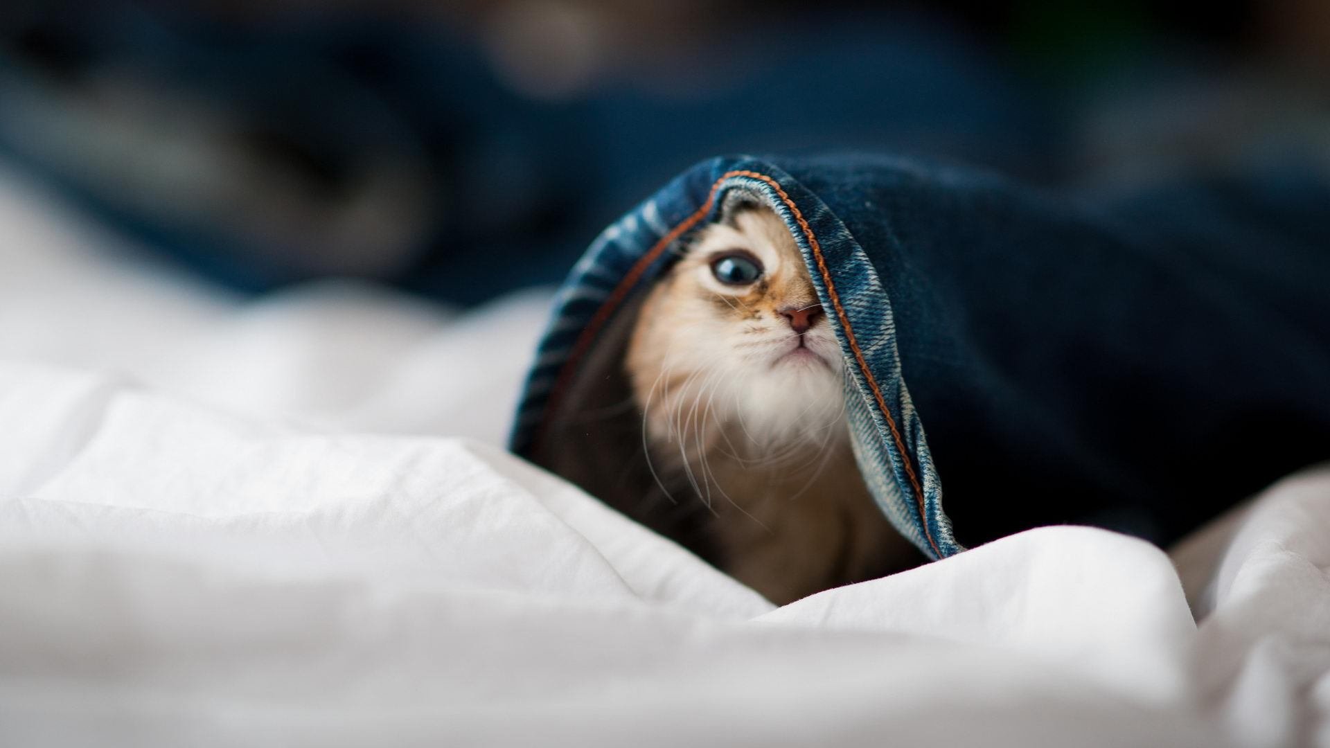 跨界统治，当意甲之夜遇见戈贝尔的禁区风暴