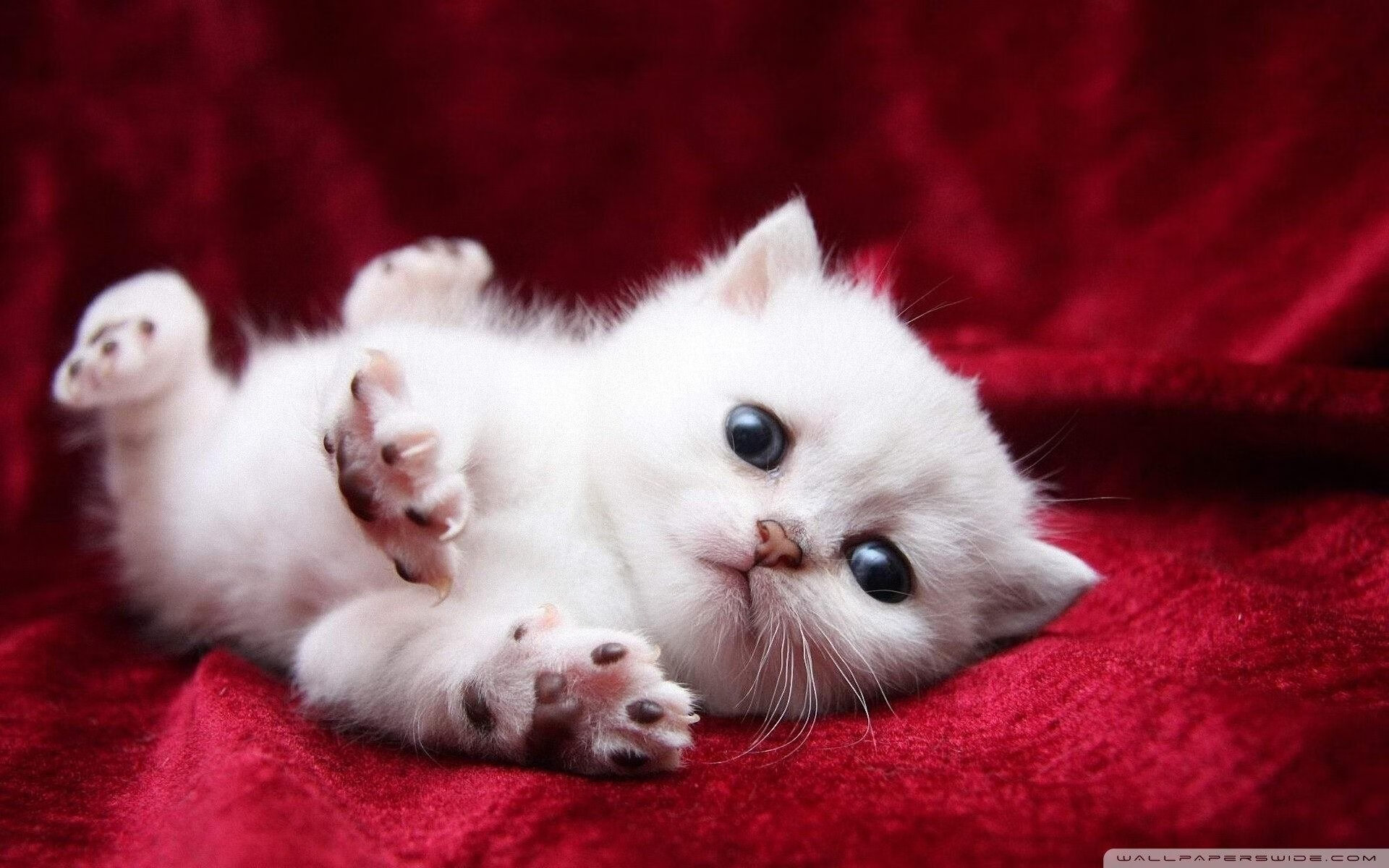 双面神的对决,国家德比与命运翻盘的足球启示录