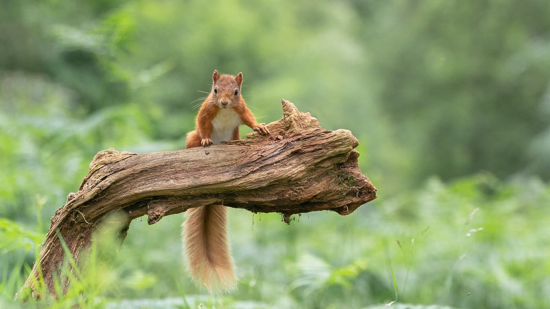 钢铁锁链,当霍勒迪的死亡缠绕让广东发动机停转