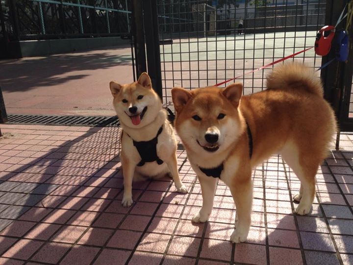 幻境绿茵,当迦太基雄鹰对阵亚特兰蒂斯公国,唯有福登的魔法,一手编织现实