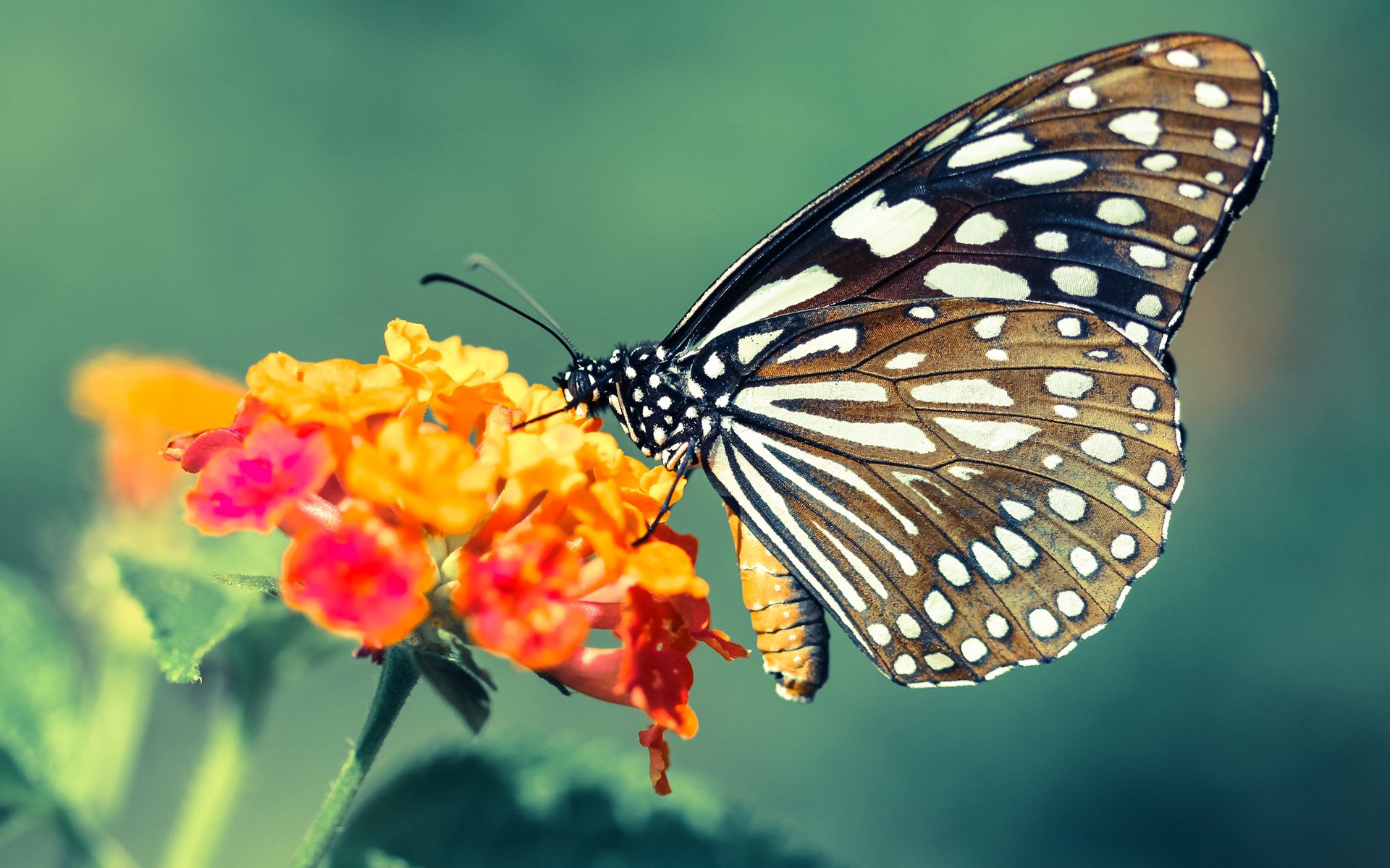 完美驾驶，当厄德高将绿茵场化为F1街道赛道