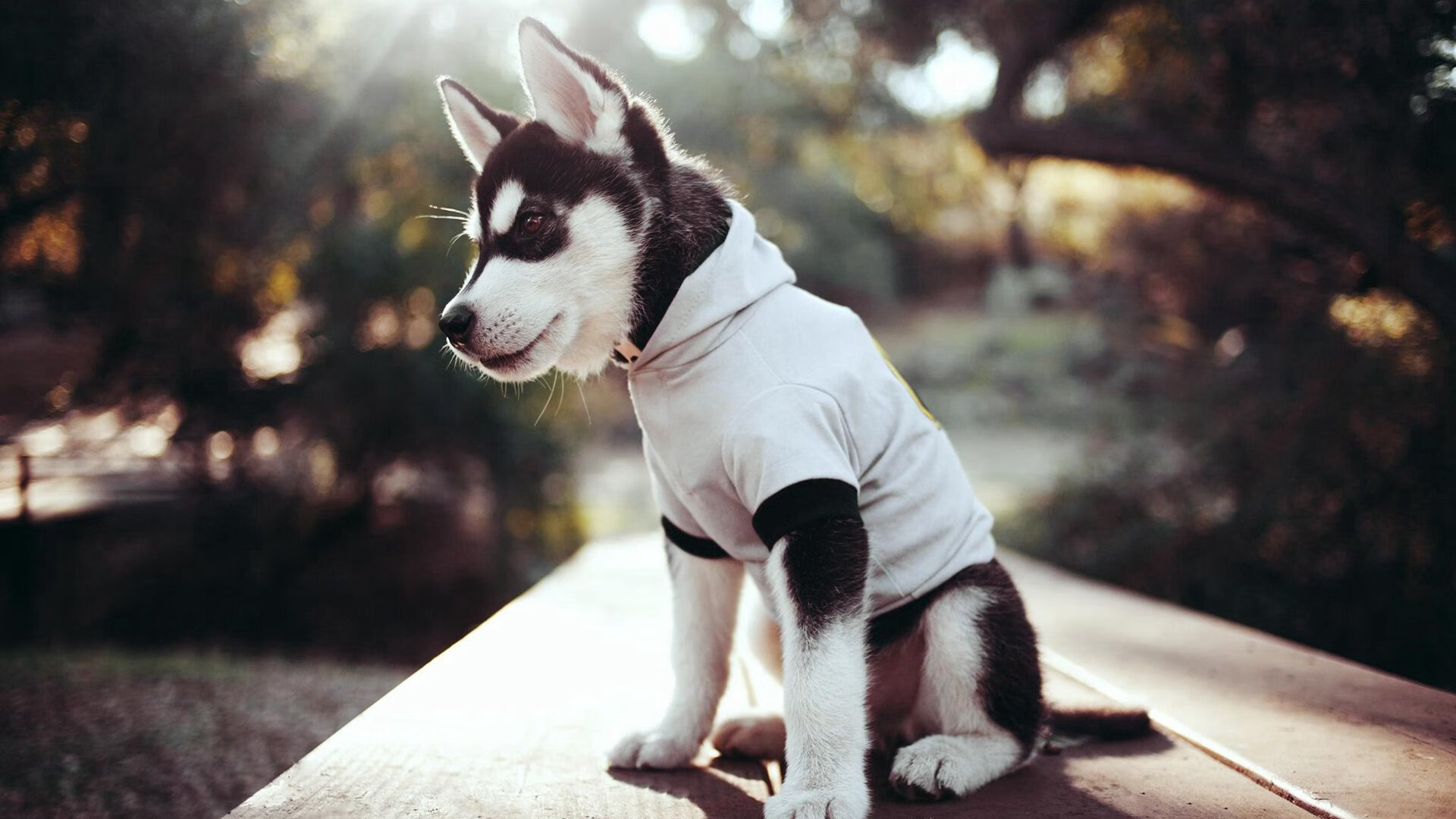 绿茵碰撞篮筐，当美加墨世界杯的马刺战术遭遇丹佛掘金