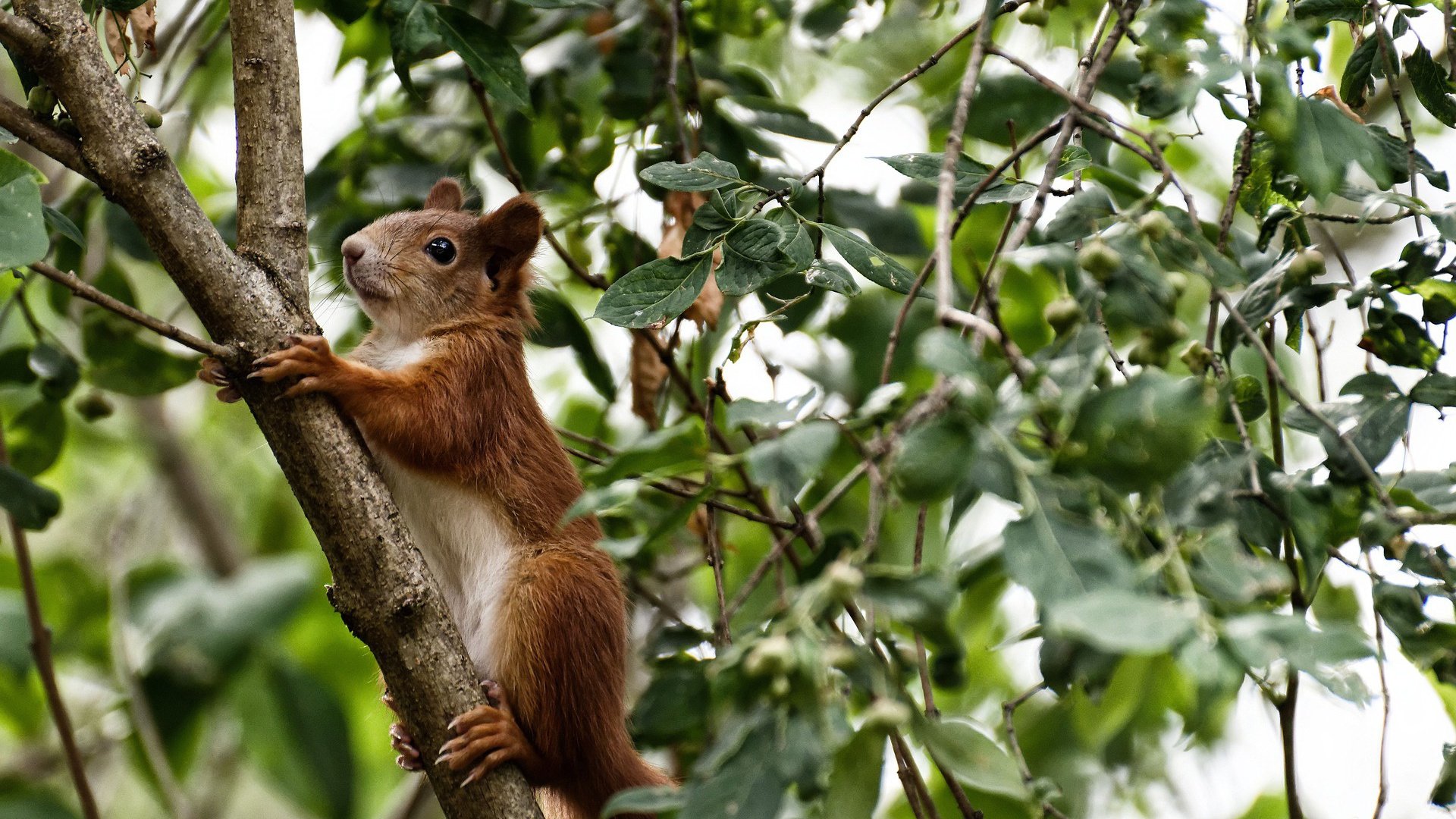 战术棋局，广厦如何以体系压制雷霆，锁定东决关键胜利