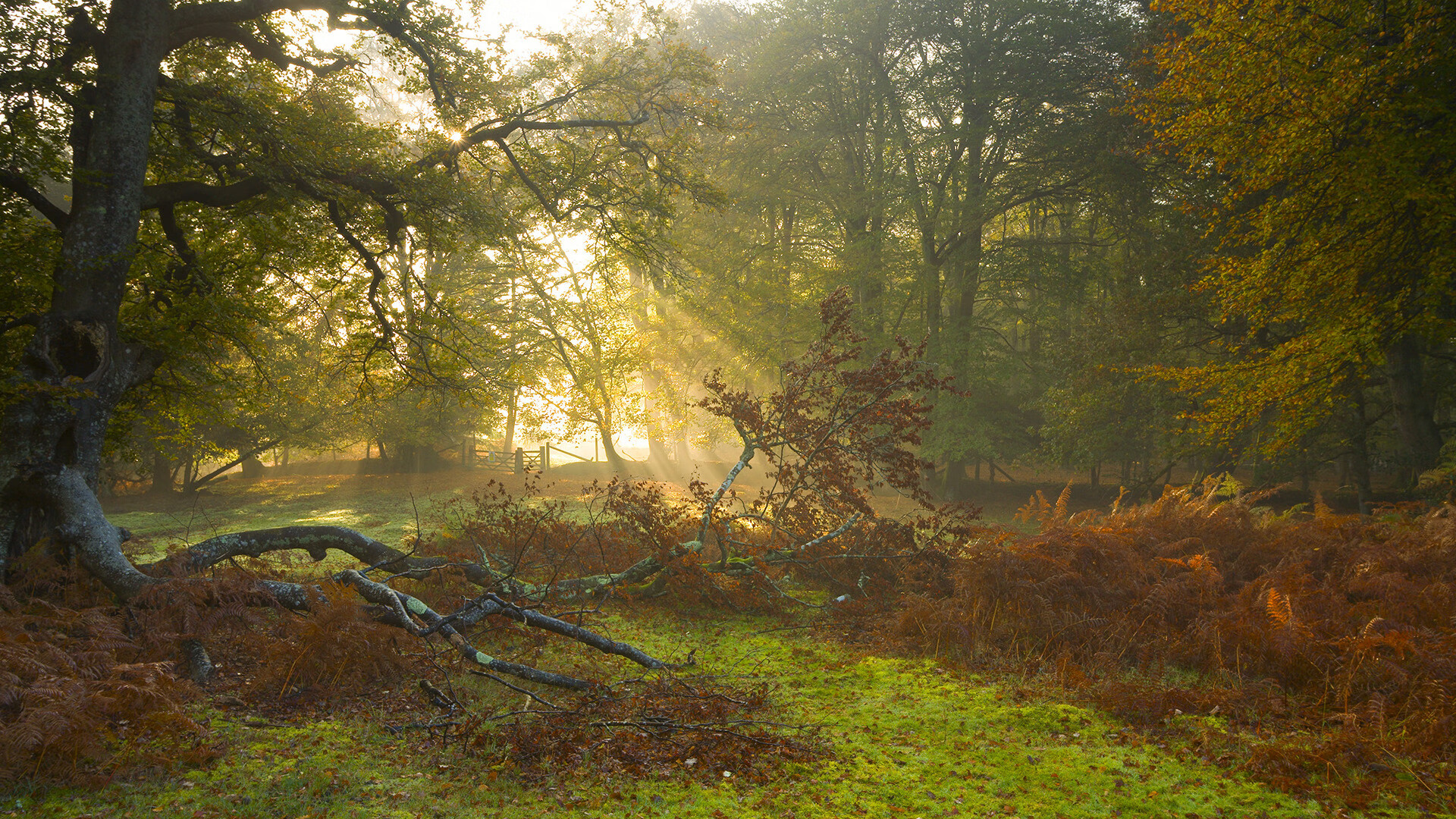 爱德华兹爆发的光芒，映照出凯尔特人最后时刻的冷血