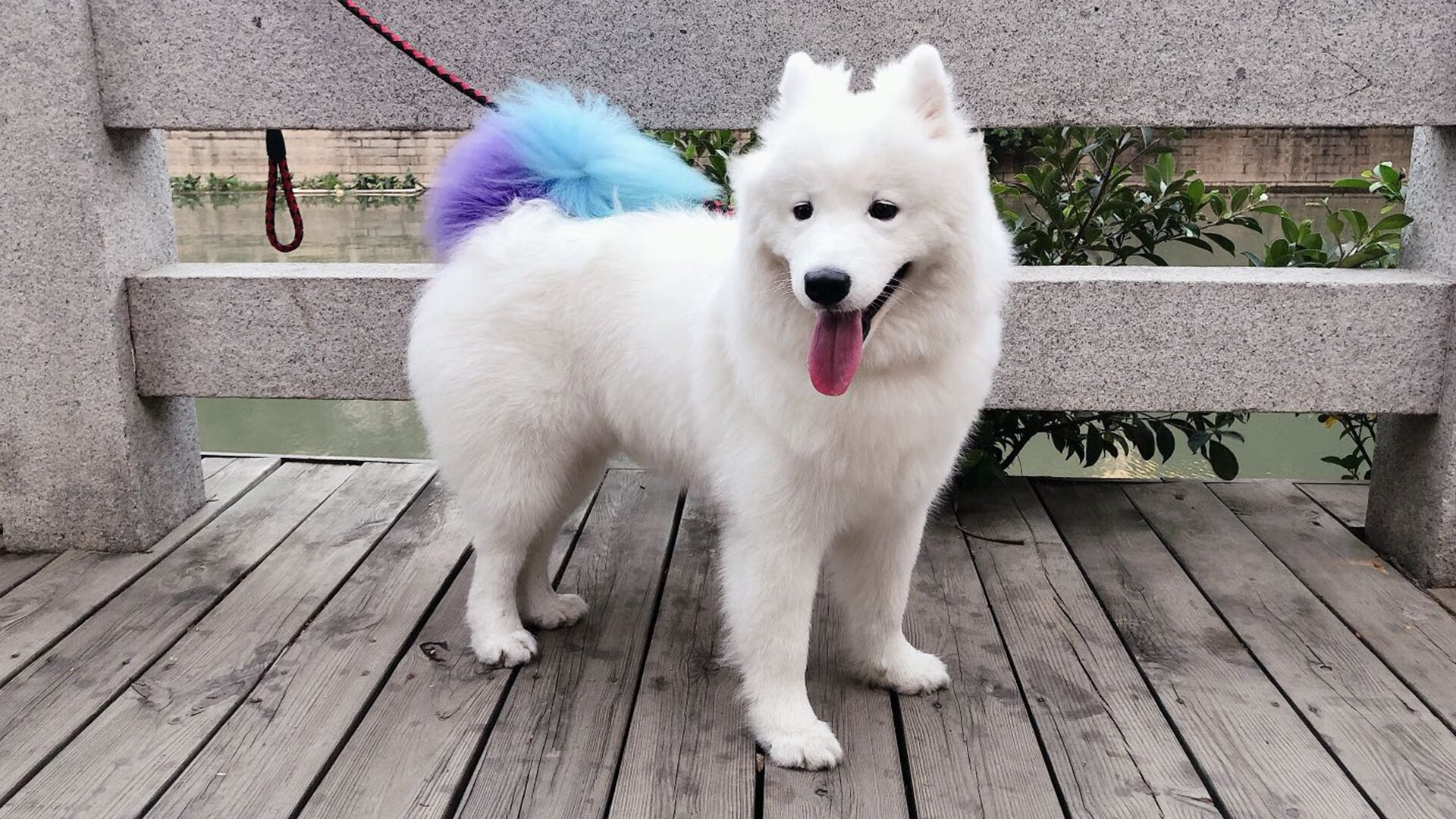 哈利伯顿亮剑定军心，灰熊铁拳砸碎爵士梦