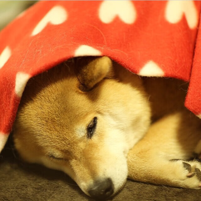 无名小卒的怒吼，坎特一己之力撕裂拉齐奥，阿尔及利亚硬仗的欧冠级预演