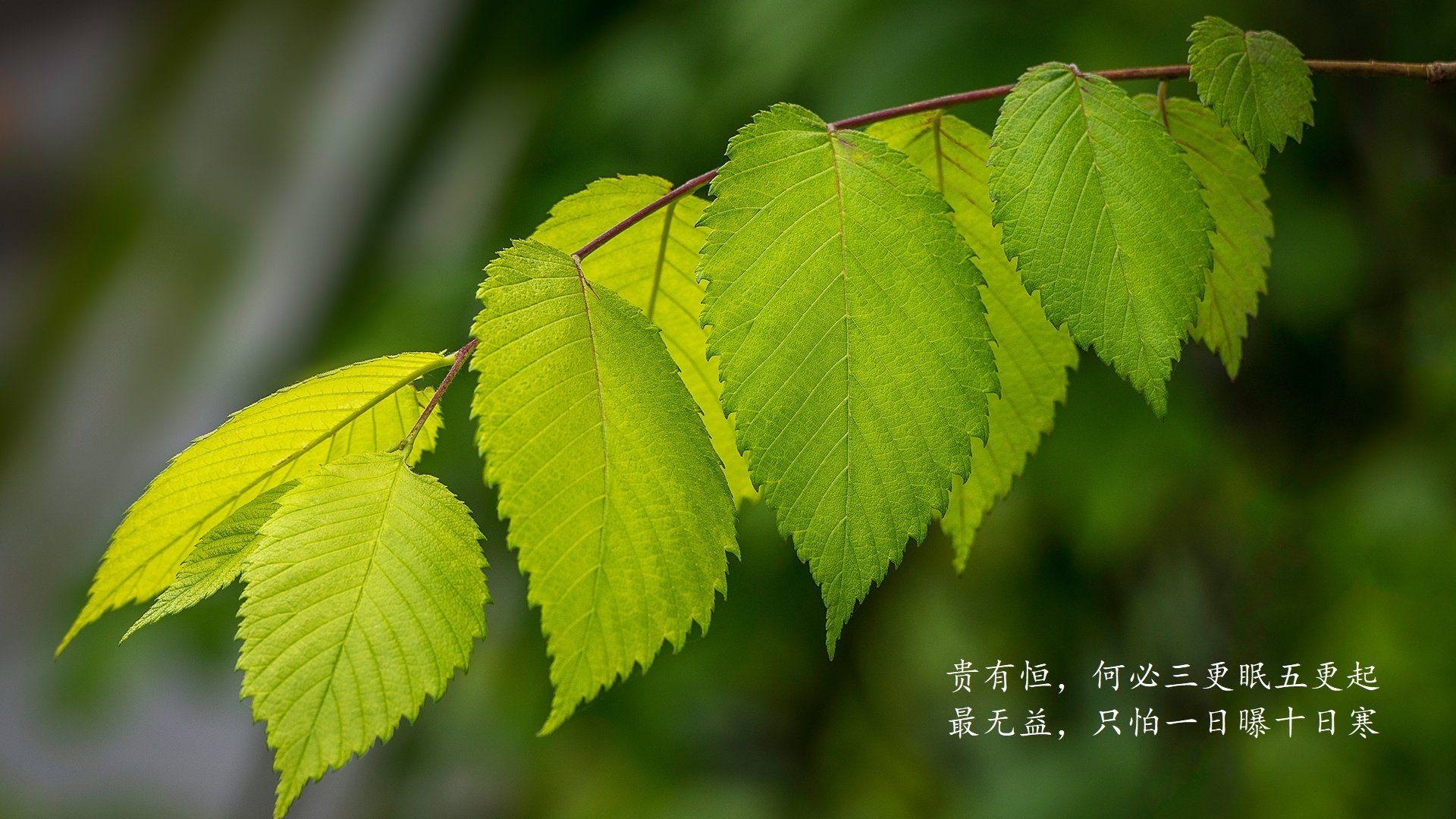 不存在的焦点战,当1966的克隆体撕碎2026的蓝本—论一场唯一性比赛的诞生
